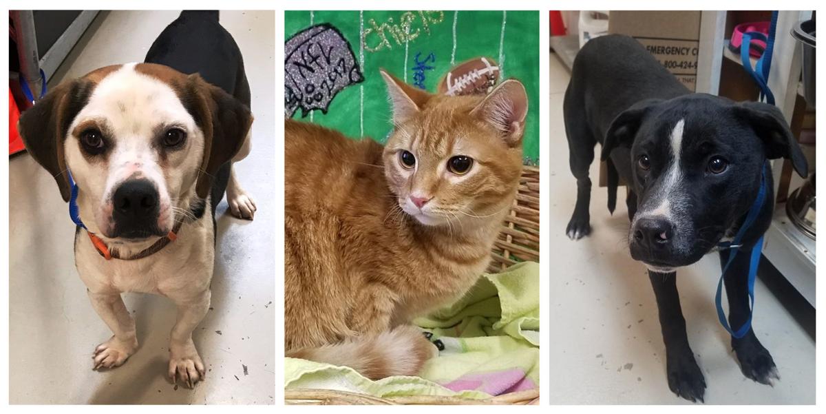 Pets of the Week Decatur