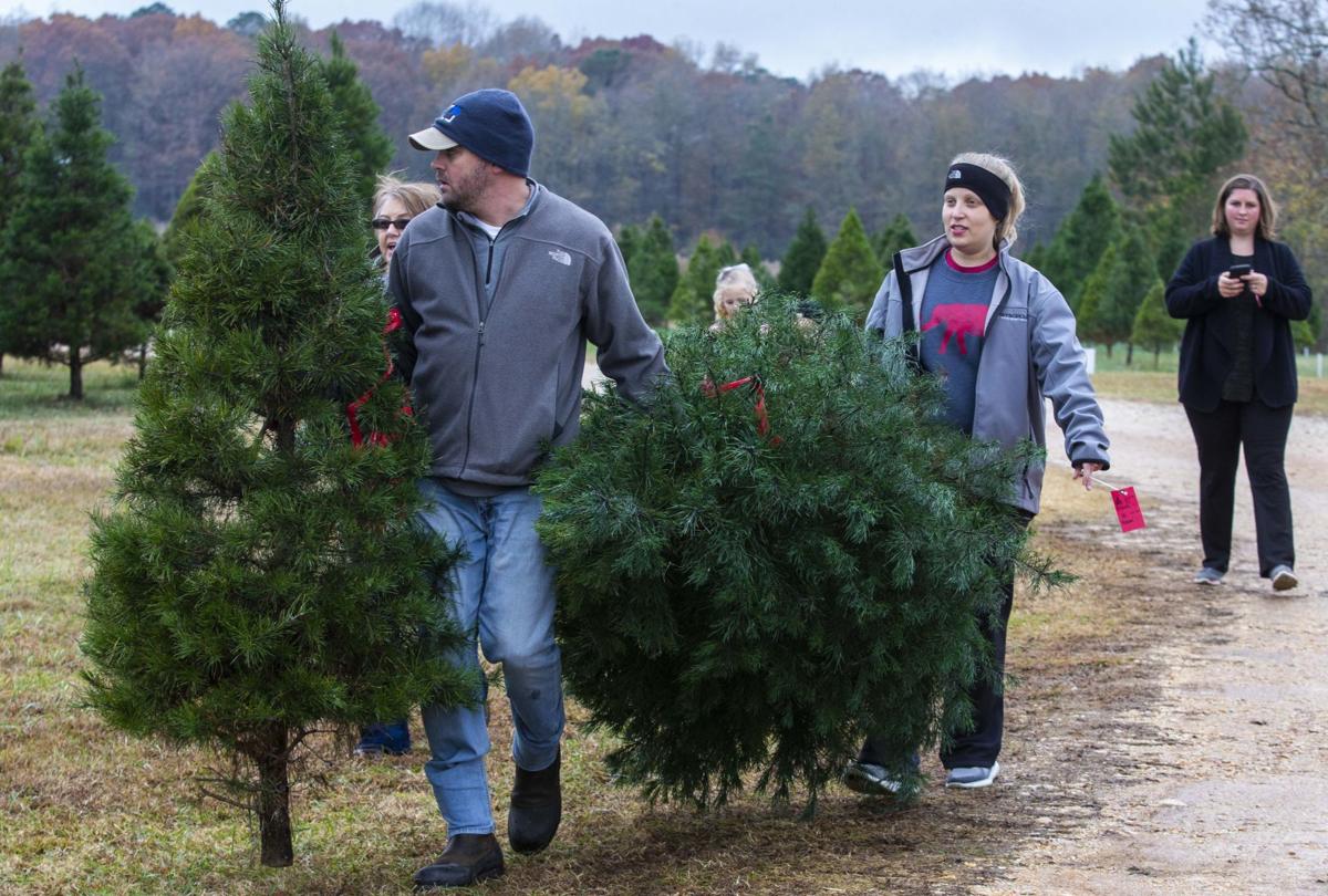 Searching For The Perfect Christmas Tree Local News Decaturdaily Com