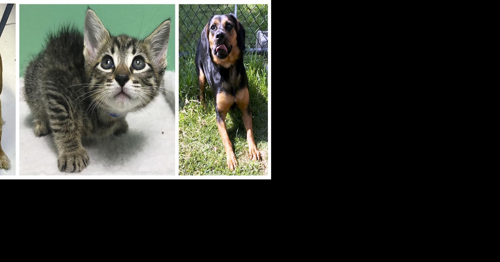 Pets of the week | Decatur | decaturdaily.com