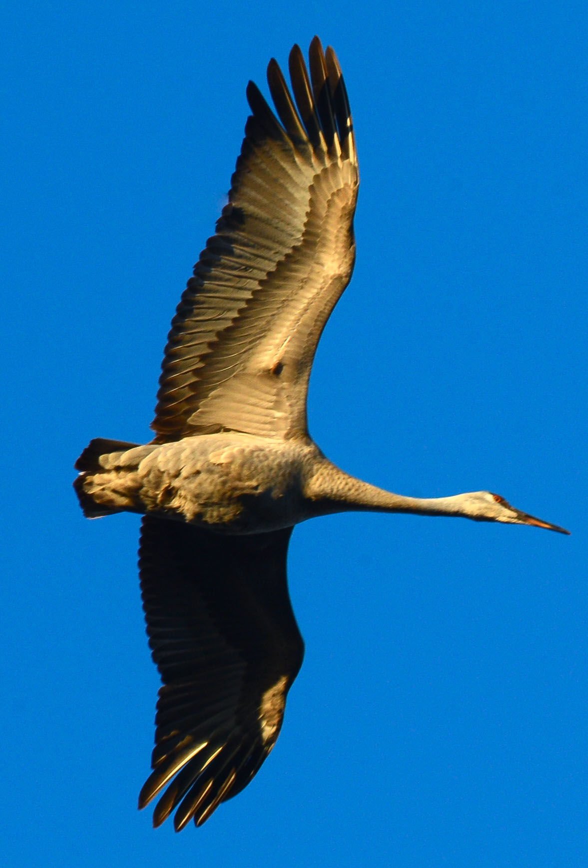 Fowl Fun Festival of the Cranes at Wheeler National Wildlife Refuge