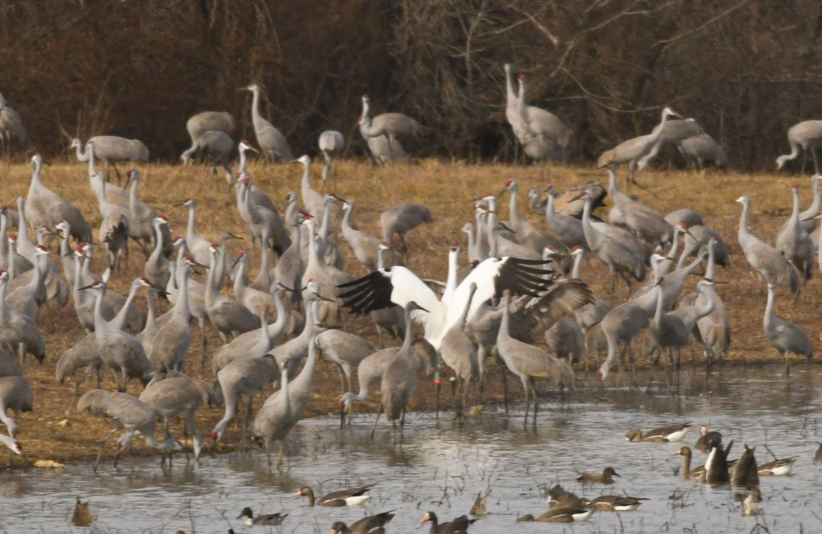 Visitors flock to Wheeler National Wildlife Refuge for Festival of the