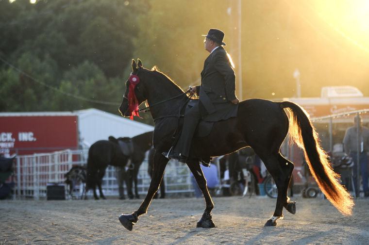 Racking Horse World Celebration | News | decaturdaily.com