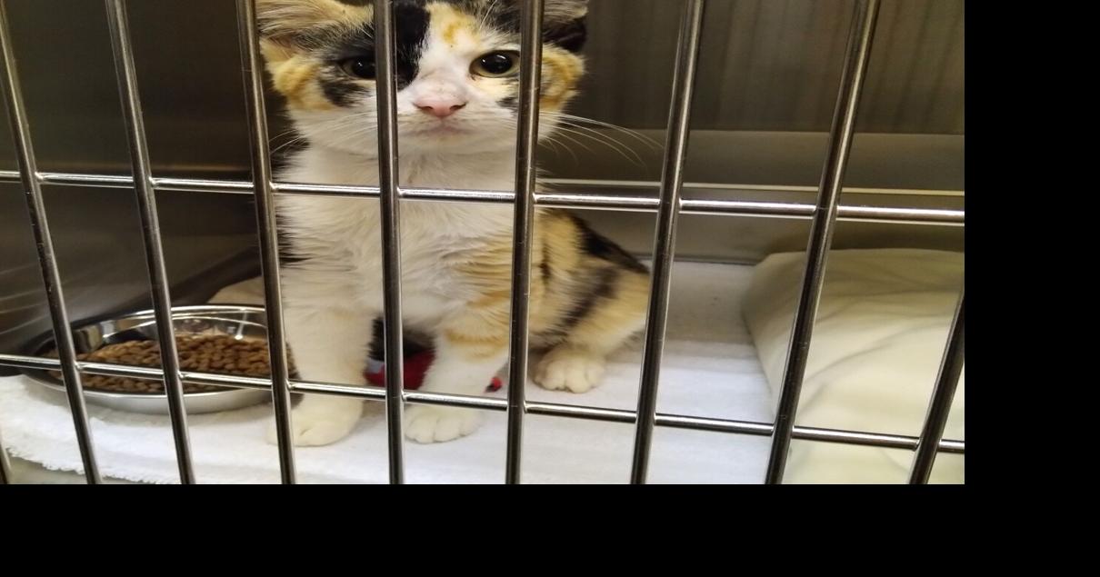 Limestone County opening new animal shelter Limestone County