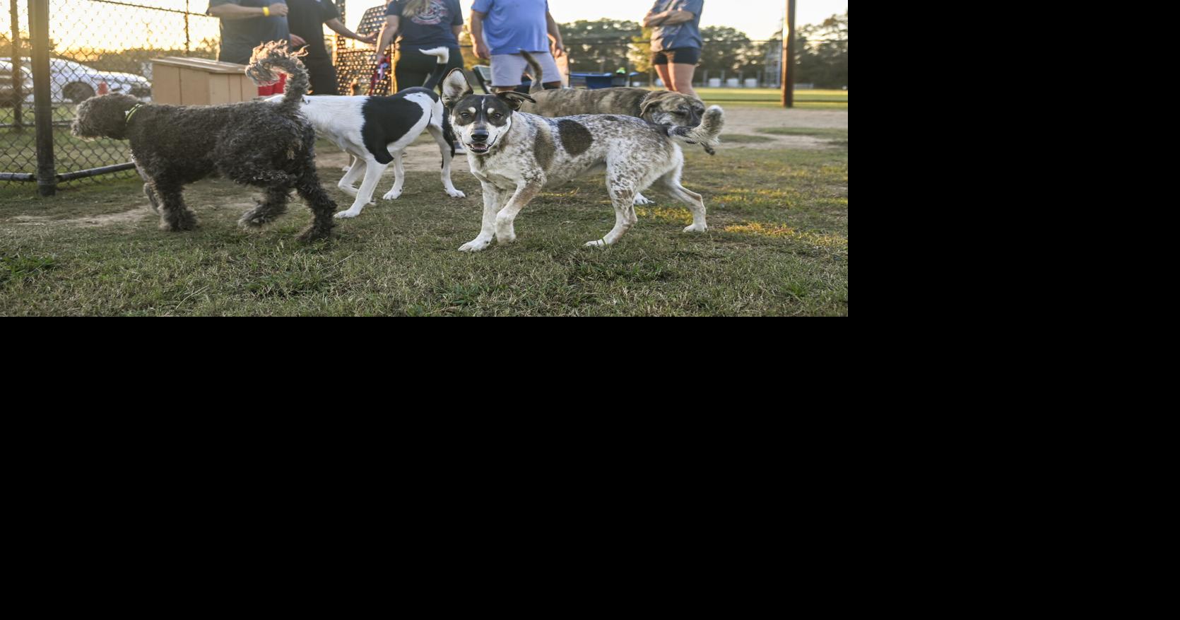 City eyes November start for new Decatur dog park