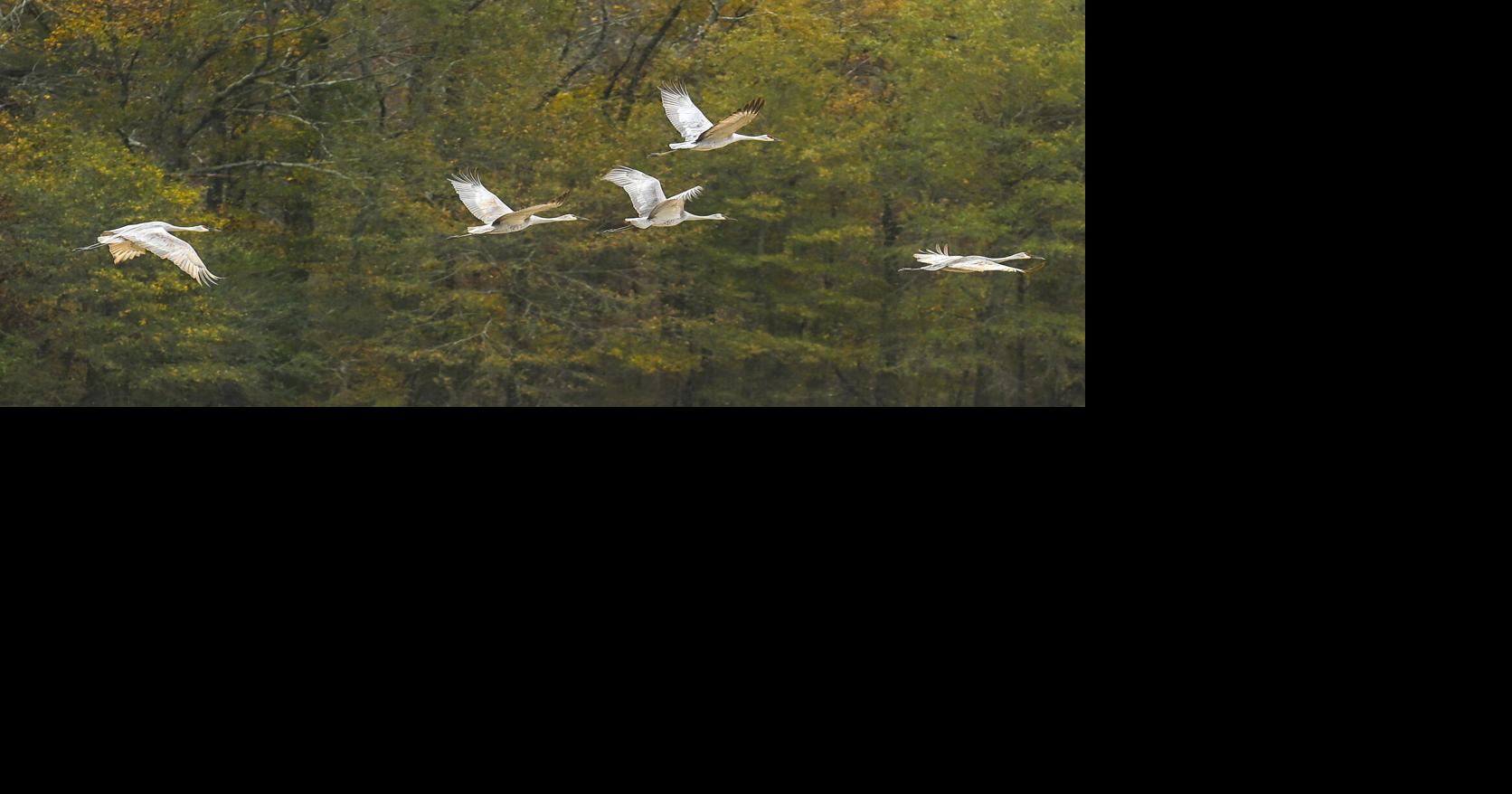 Chasing Colors: Fall foliage in north Alabama | Living | decaturdaily.com