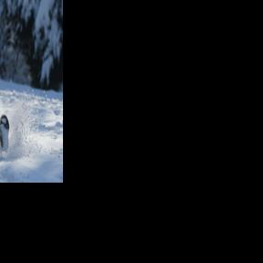 In The Snow | News | decaturdaily.com