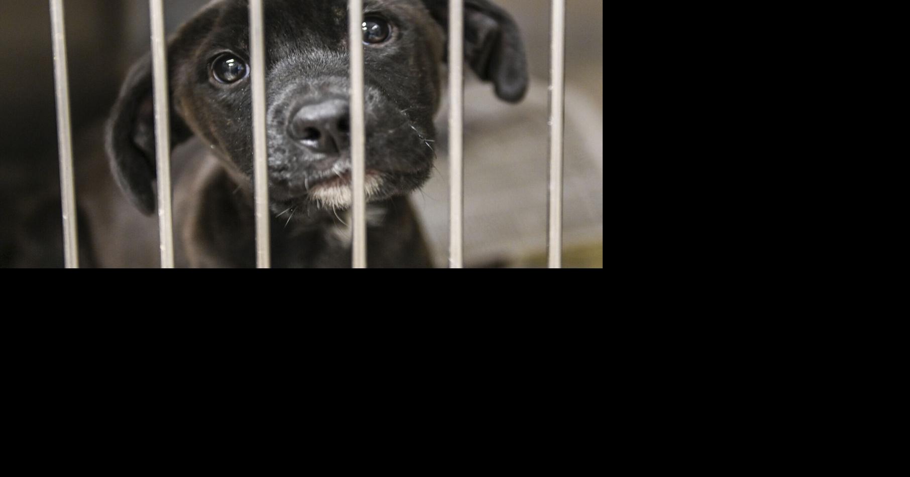 Local animal shelters see alarming influx of puppy litters | Local News ...