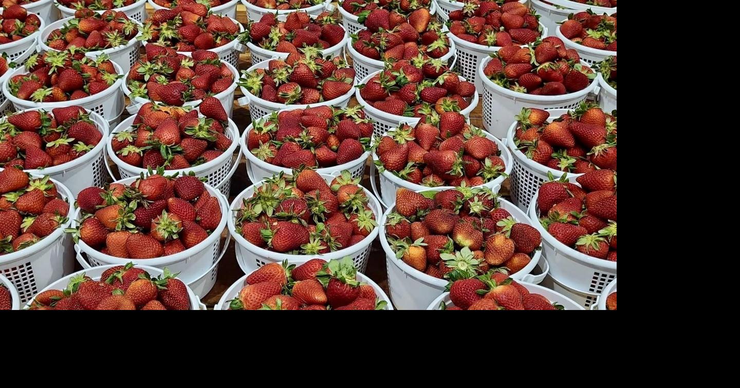 Reeves' Farm to hold Berry Bash event | Hartselle | decaturdaily.com