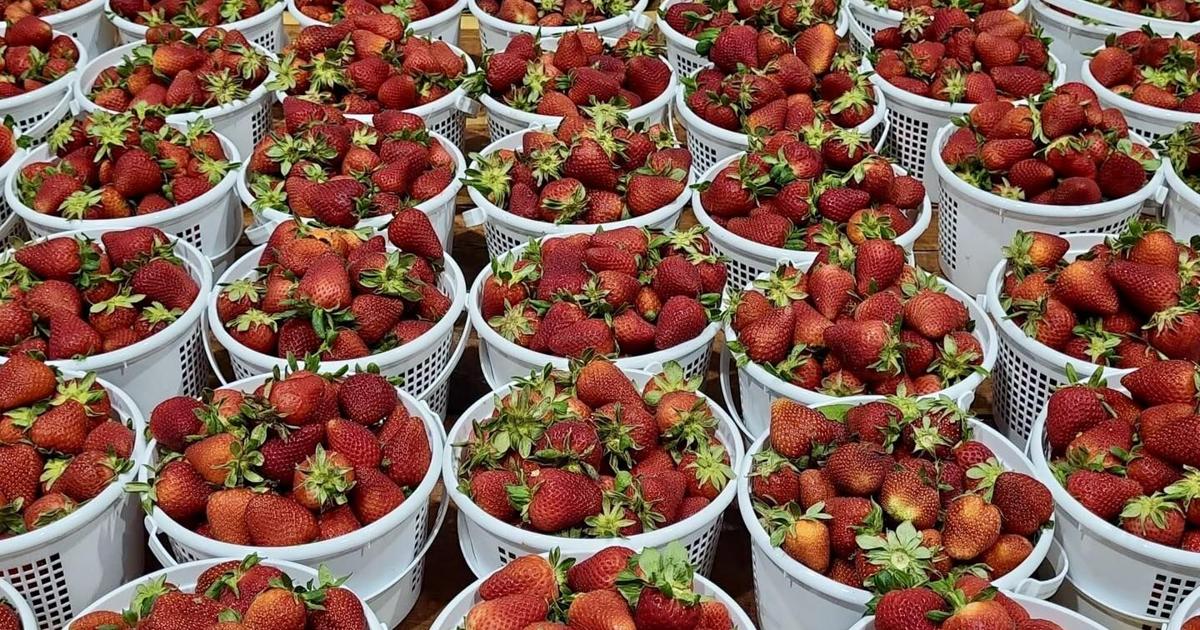 Berry Bash Reeves' Farm to hold Berry Bash event | Hartselle | decaturdaily.com