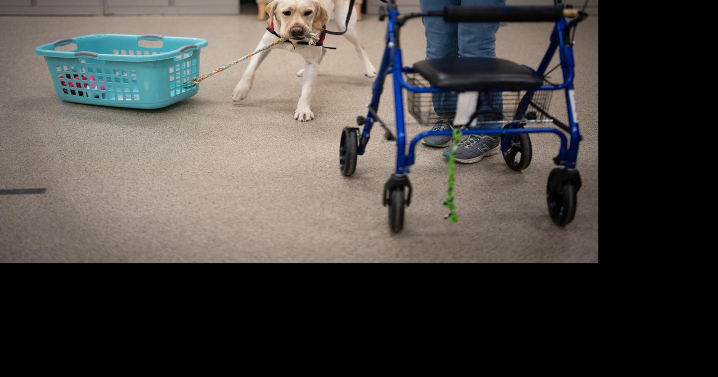 Trained to serve: Service dogs’ roles are expanding to help more people ...
