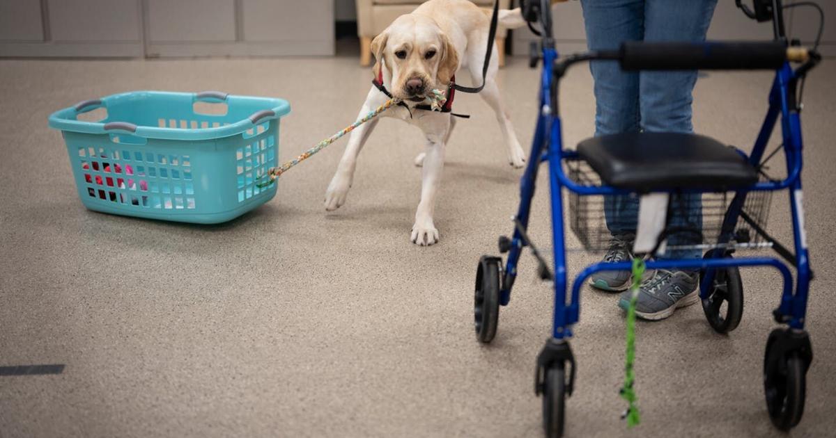 Dog With Heapsof Roles Trained to serve: Service dogs’ roles are expanding to help more people ...