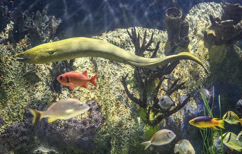 18-pound eel and virtual dissections join Cook Museum lineup