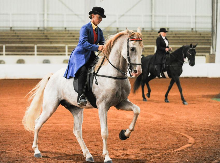 Racking Horse Practice News