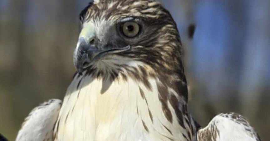 'She's a fighter': Local raptor injured, rehabbed, released | Morgan ...