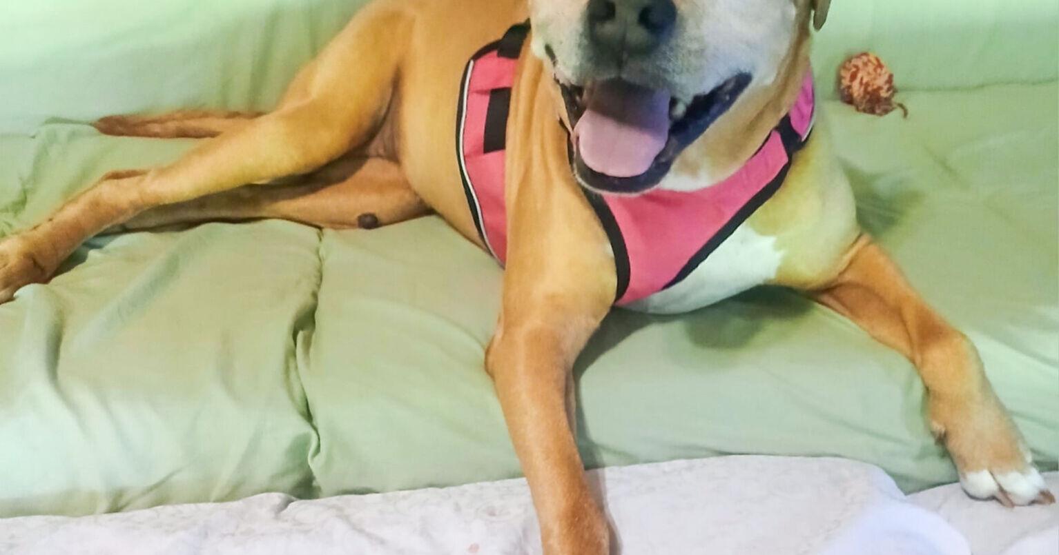 Special needs dog is walking once again - Vimarsana News
