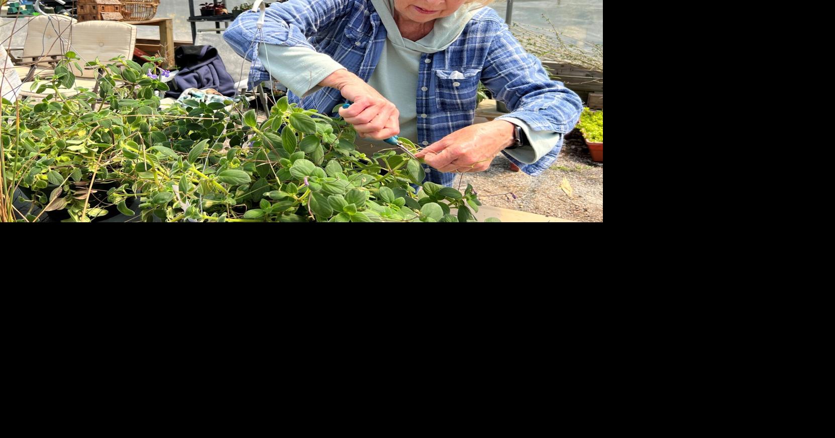Growing home vegetables remains popular for Master Gardener members ...