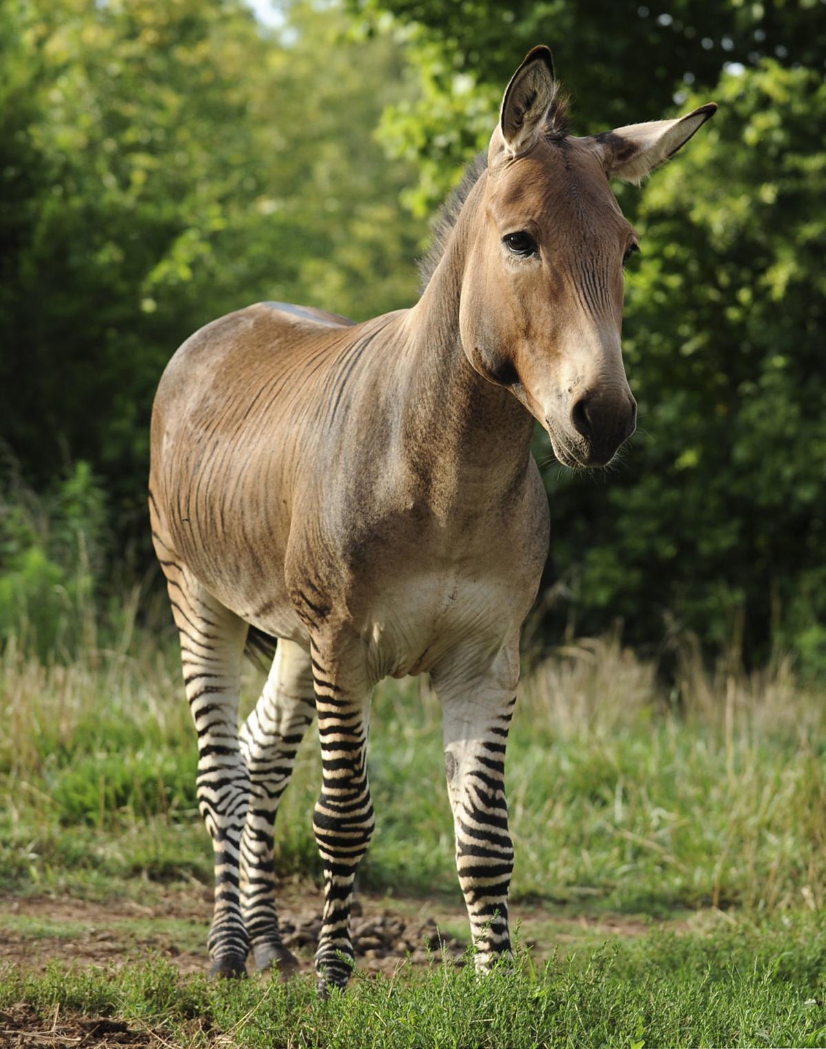 Rare zedonk at home in Lawrence County Lawrence County