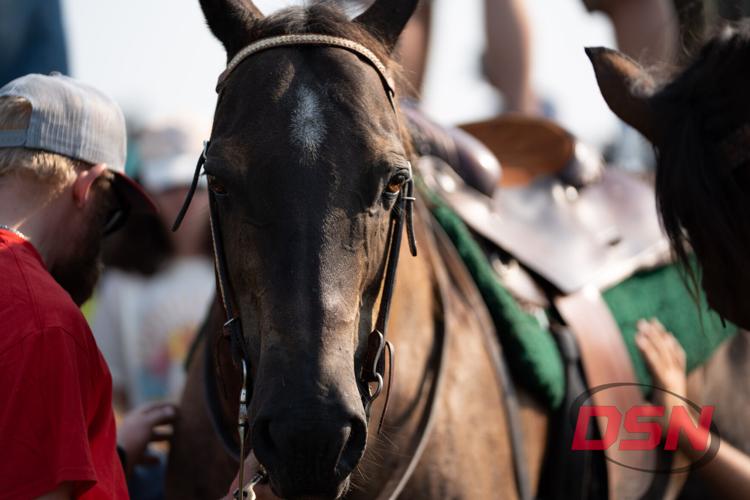 Horse looking straight at the camera before the swim.jpg