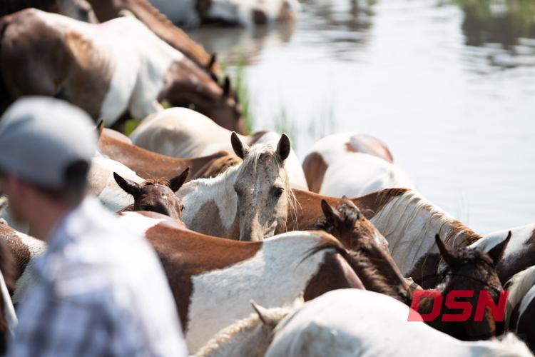 Pony peeking through the herd near the water.jpg