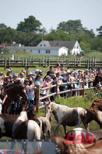 Ponies numbered for the auction passing the crowded fence.jpg