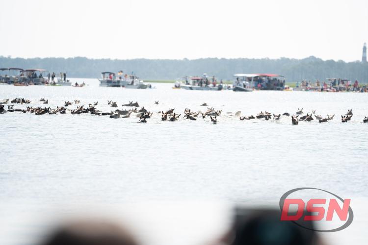 Ponies mid-swim across the channel toward the crowd.jpg