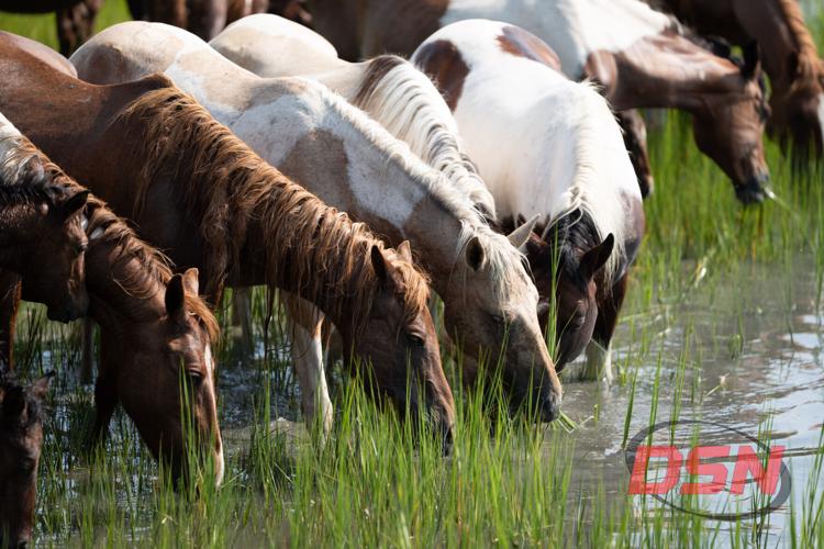 Row of ponies grazing knee-deep in the marsh water.jpg