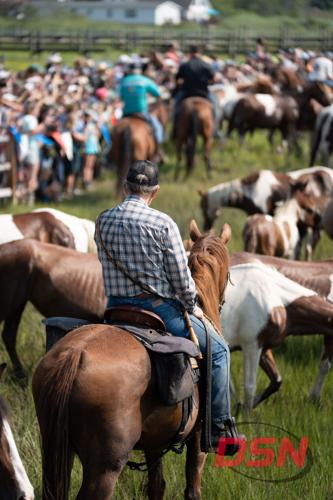 Saltwater Cowboys riding through the herd toward the massive crowd.jpg