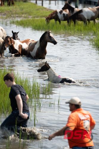 Marked foal swimming through the channel with helpers wading alongside.jpg