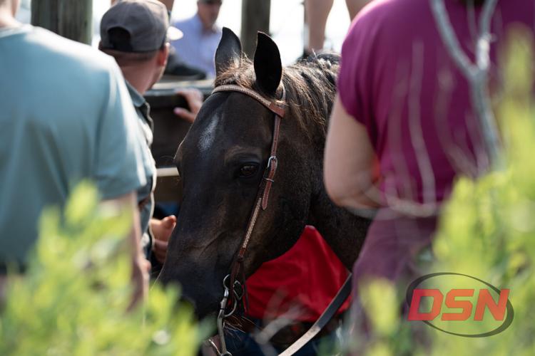 Horse's head peeking through the crowd near the marsh grass.jpg