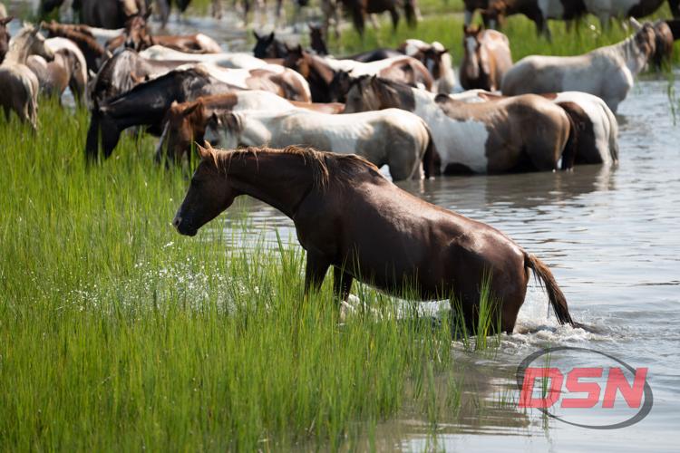 Pony wading through the shallows toward the herd.jpg