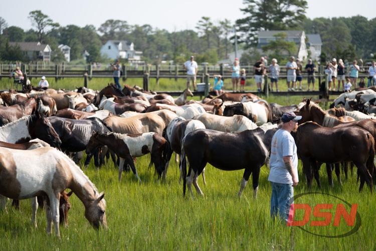 Herd grazing in the pen as the crowd watches from the fence.jpg