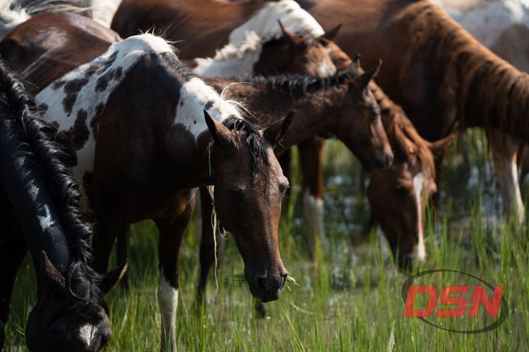 Pony chewing marsh grass while looking at the camera.jpg