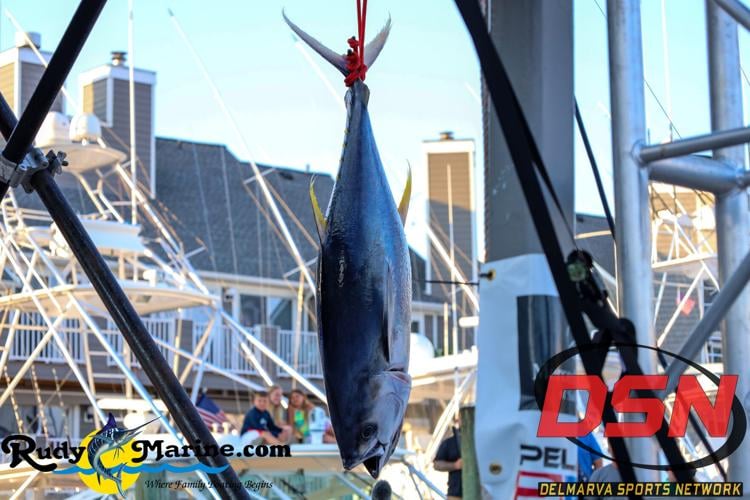 Daily Tuna Winner Day 2