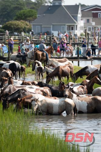 Saltwater Cowboys on horseback herding the ponies past the crowded dock.jpg