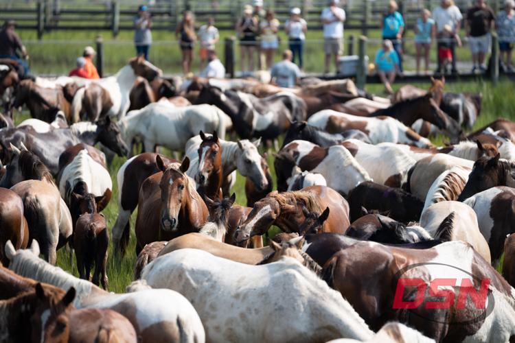Densely packed herd gathered in the pen for the crowd.jpg