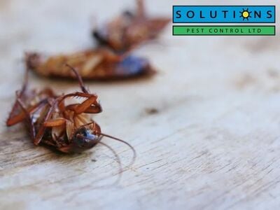 Solutions Pest Control Emphasizes the Importance of Routine Prevention for Pest Management in Vancouver, BC