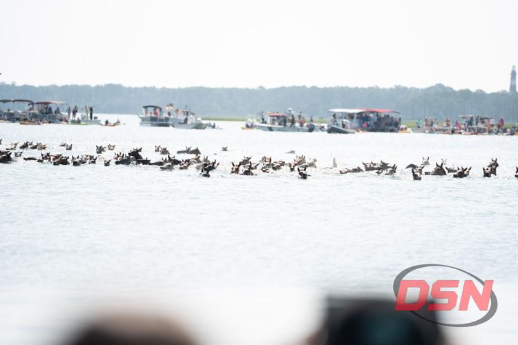 Ponies swimming past the flotilla of spectator boats.jpg