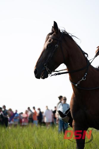 Silhouette of a Saltwater Cowboy's horse against the sky.jpg