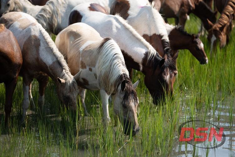 Herd grazing together in the shallow marsh water.jpg
