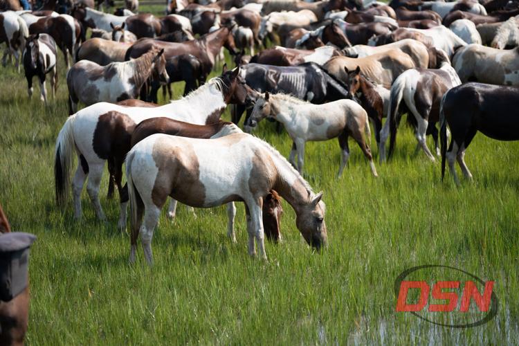 Wide view of the herd grazing together in the marsh grass.jpg