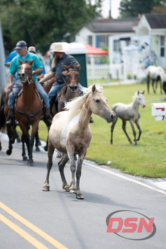 Ponies running during parade
