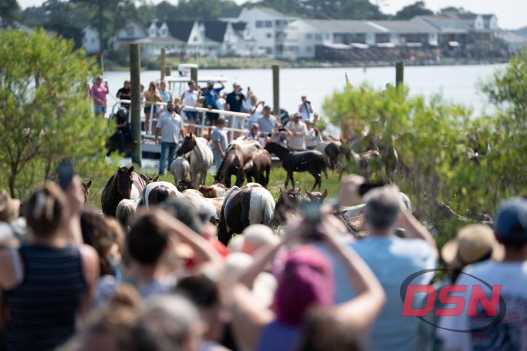Ponies walking up the path as spectators take photos.jpg