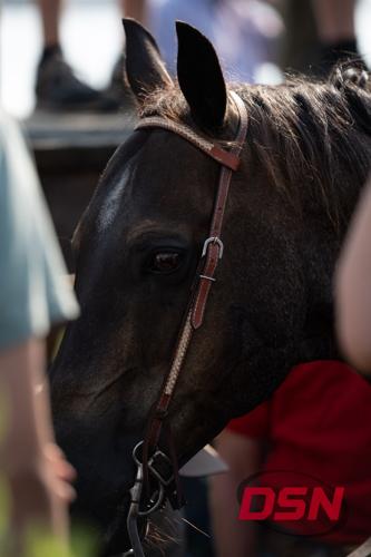 Close-up portrait of a horse's face in the sunlight.jpg