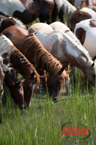 Ponies drinking from the marsh with braided manes.jpg