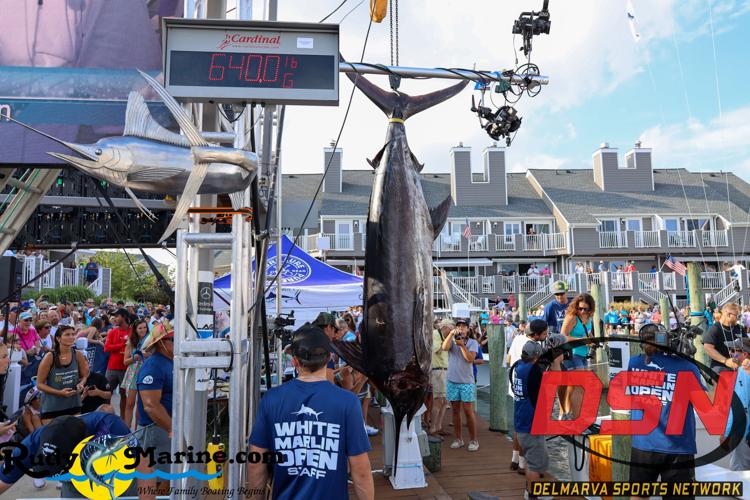 Floor Reel Wins White Marlin Open with 640.5-Pound Blue Marlin | Sports