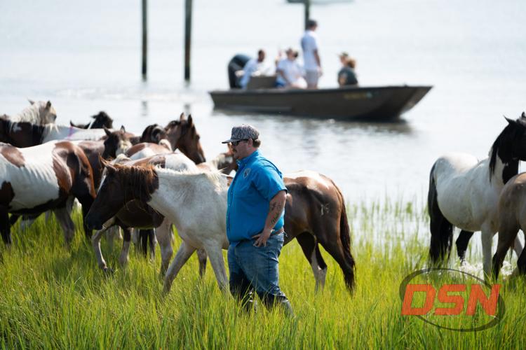 Handler walking through the herd with a boat of spectators behind.jpg