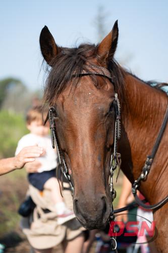Close-up of a chestnut horse's face with a child in the background.jpg