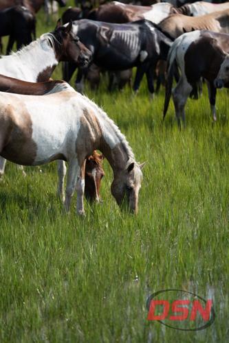 Ponies grazing in the tall green marsh grass.jpg