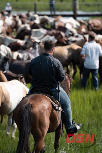 Saltwater Cowboy riding behind the herd through the marsh.jpg