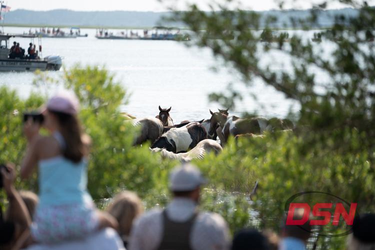 Ponies standing in the shallows framed by marsh branches.jpg